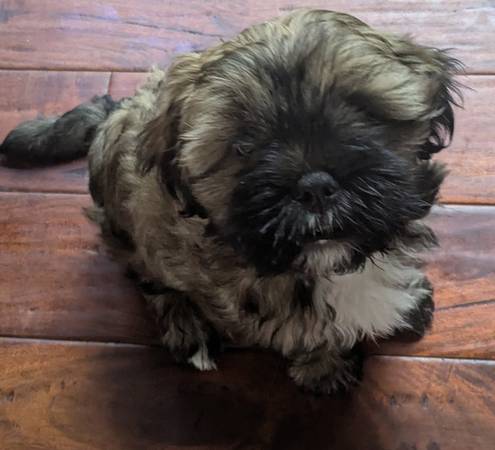 Rehoming de un Shorkie macho (Delavan)63882278198401120
