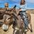 Two standard donkeys 3 thumbnail