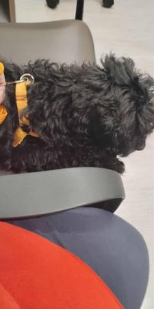 Male cockapoo re-home for $300 serious inquiries only (Kingsport)63673439437697123