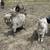Angora Setup + Small Herd 5 thumbnail