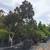 Tree service fence  pavers pressure washing hardscaping stump grinding 18 thumbnail
