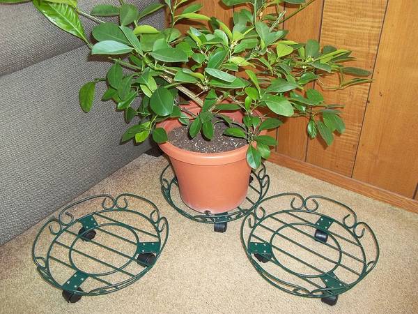 Three Rolling Plant Caddy's 1