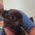 4 baby black pugs 1 thumbnail