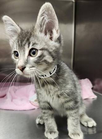 Found Male Cat - A0059403390 (Springfield)64145650373634120