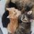 3 kittens need home about 3 months old 3 thumbnail