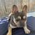 AKC French bulldogs 4 thumbnail