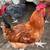 Roosters for sale 7 thumbnail