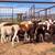 Ewe Lambs 1 thumbnail