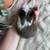 Holland lops 1 thumbnail