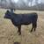 4 Black Angus Heifers 13 thumbnail