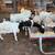 BORREGOS, SHEEPS, CHIVOS, GOATS FOR SALE 15 thumbnail
