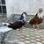 Nikolaev pigeons high-flying butterflies 15 thumbnail
