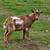 1 year old Nigerian dwarf wether 1 thumbnail