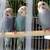 Baby parakeets 1 thumbnail