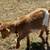 Make Nigerian Dwarf Goats 2 thumbnail