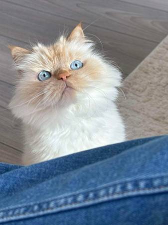 Cat needs a new home! 1