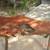 Mesquite "Burl" Accent Table 1 thumbnail