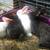 Flemish Giant cross rabbits 3 thumbnail