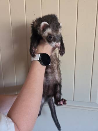 REHOMING FERRETS (Clinton)63670591594625123