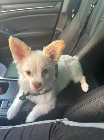 1 year old Pom-Chi In need of rehoming (Chula Vista)64038278774275122