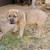 South African Boerboel 4 year old 4 thumbnail