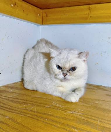 White British Shorthair Cat63690154419713121