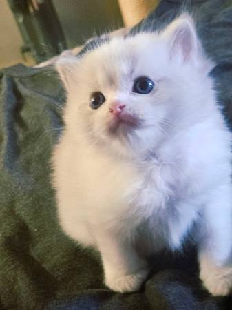 2 Kittens (San Diego)64170247020929121