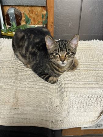 Kittens kitten (Kent/Covington)63853464744449123
