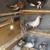 High flyer Pigeons 3 thumbnail