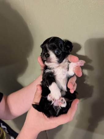 3 chihuahuas machos (Gadsden)63612565858561121