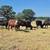 1st and 2nd period bred cattle 5 thumbnail