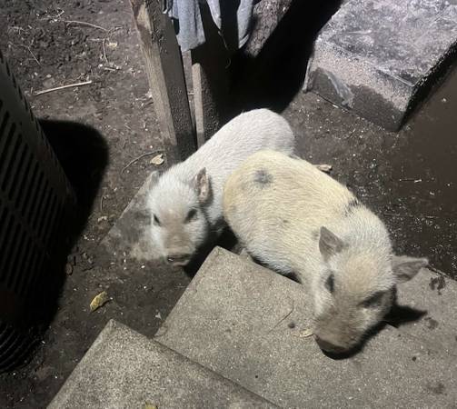 Mini pigs 1