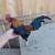 Rooster 4 thumbnail