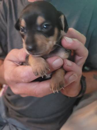4 chiweenie girls63762945785731122