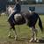 Big Stout Mare 13 thumbnail