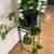 Super Healthy Pothos Plants in Blue Ceramic w/ Built-in Saucer 8 thumbnail