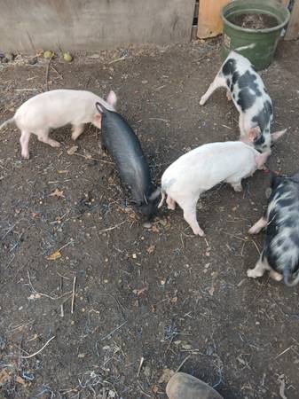Feeder pigs 1
