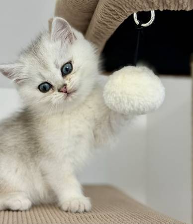 Kittens  4  left (Tacoma)63874560760323122