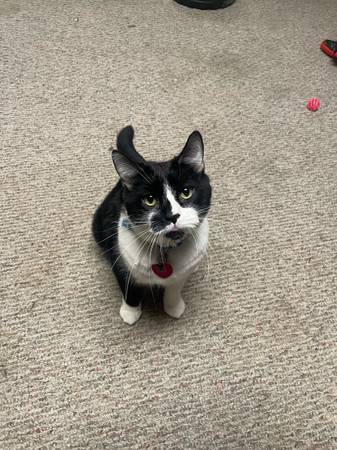 Free cat to good home (Osceola)64035003459586121