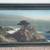 Lone Cypress Pebble Beach PANORAMIC 32.5" California Vtg Tinted Photo 15 thumbnail