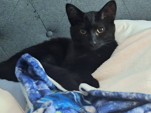 Cats (Elyria)63686604982529121