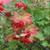 Cranberry Shrubs! Beautiful-Edible-True Native Minnesota Species! 2 thumbnail