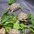 Baby Sulcata Tortoise 3 thumbnail