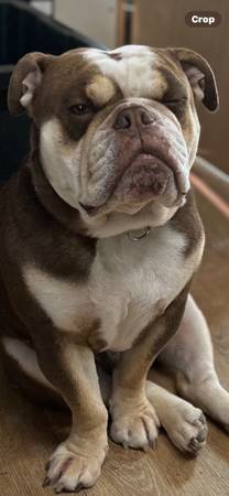 Bulldog ( English ) (Portland)63916449805826120