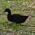 2 ducks and 2 geese coupe 5 thumbnail