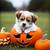 Fall vibes! One bedroom, One bath! Pet Friendly! $2220 9 thumbnail