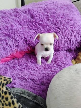 8 week old Chihuahua puppy (Midland)64314917480451124