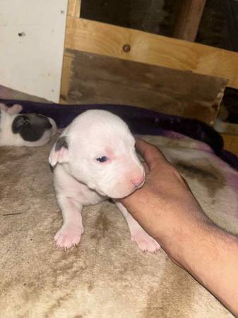 Pitbull Puppies for Adoption (Indio)63920646518275123