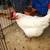 American Bresse Hen/Rooster 5-6 mos old 3 thumbnail