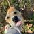 Dogs FREE to good homes 7 thumbnail